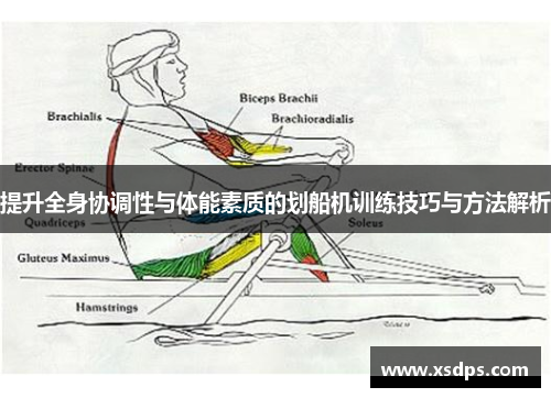 提升全身协调性与体能素质的划船机训练技巧与方法解析